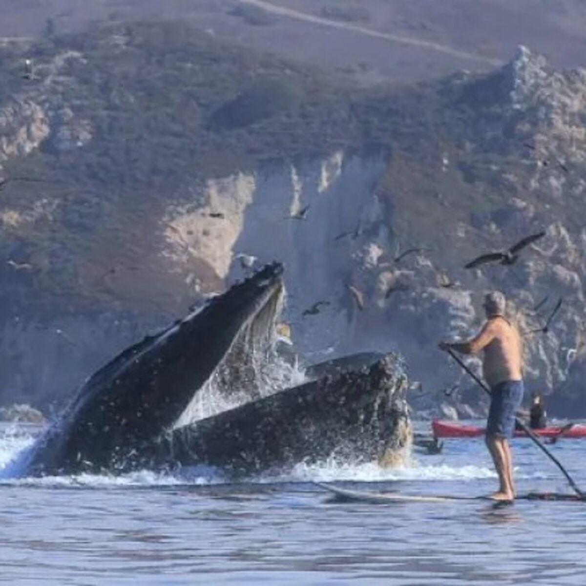 Vengono inghiottite dalla balena: 2 donne salve per miracolo