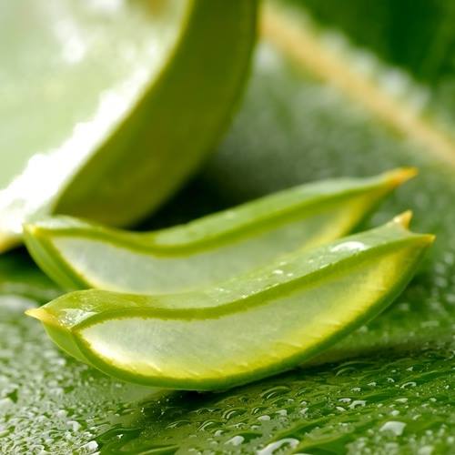 aloe sui capelli