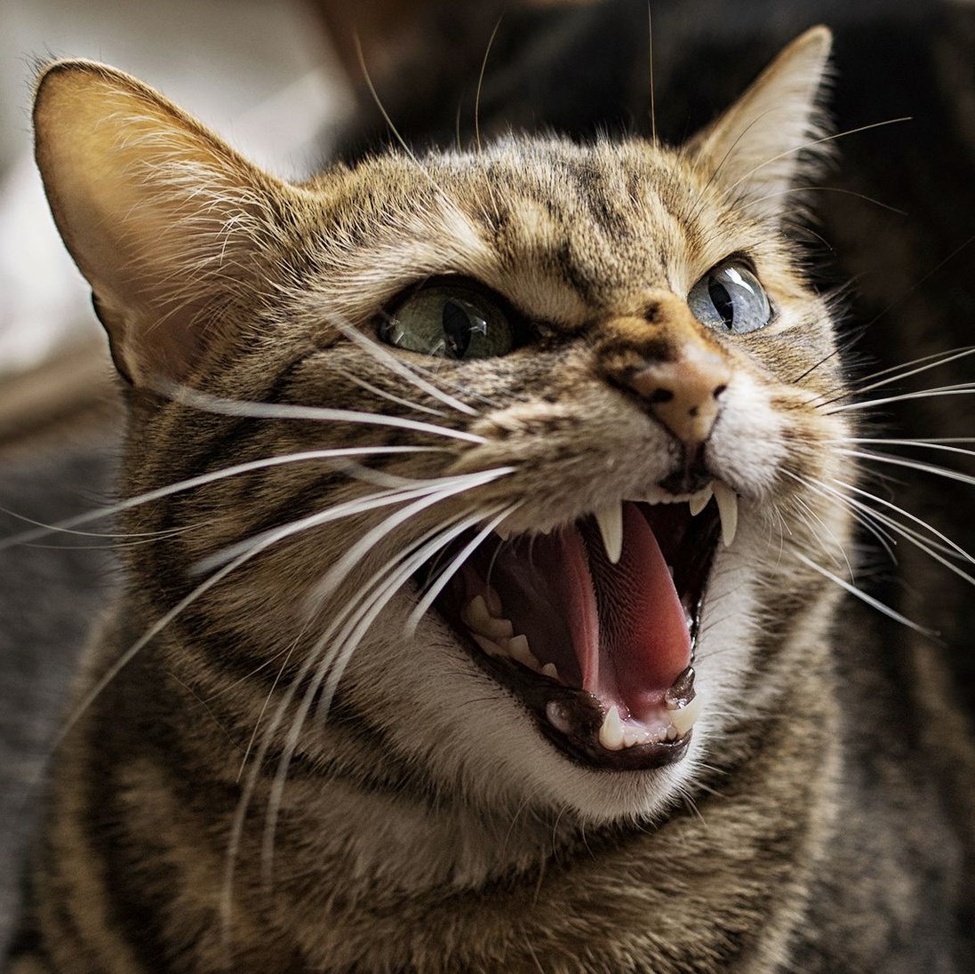 Звук шипящей кошки. Злая кошка. Агрессивная кошка. Кошка шипит. Агрессивные коты.
