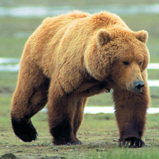 Аляски сканворд 6 букв. Медведь z. Бурый медведь с Аляски 6. Медведь и-6. Медвежонок 6 букв.