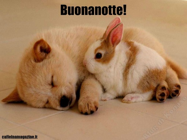 Dai Una Dolce Buonanotte Su Whatsapp Tantissime Frasi Aforismi E Immagini Caffeina Magazine