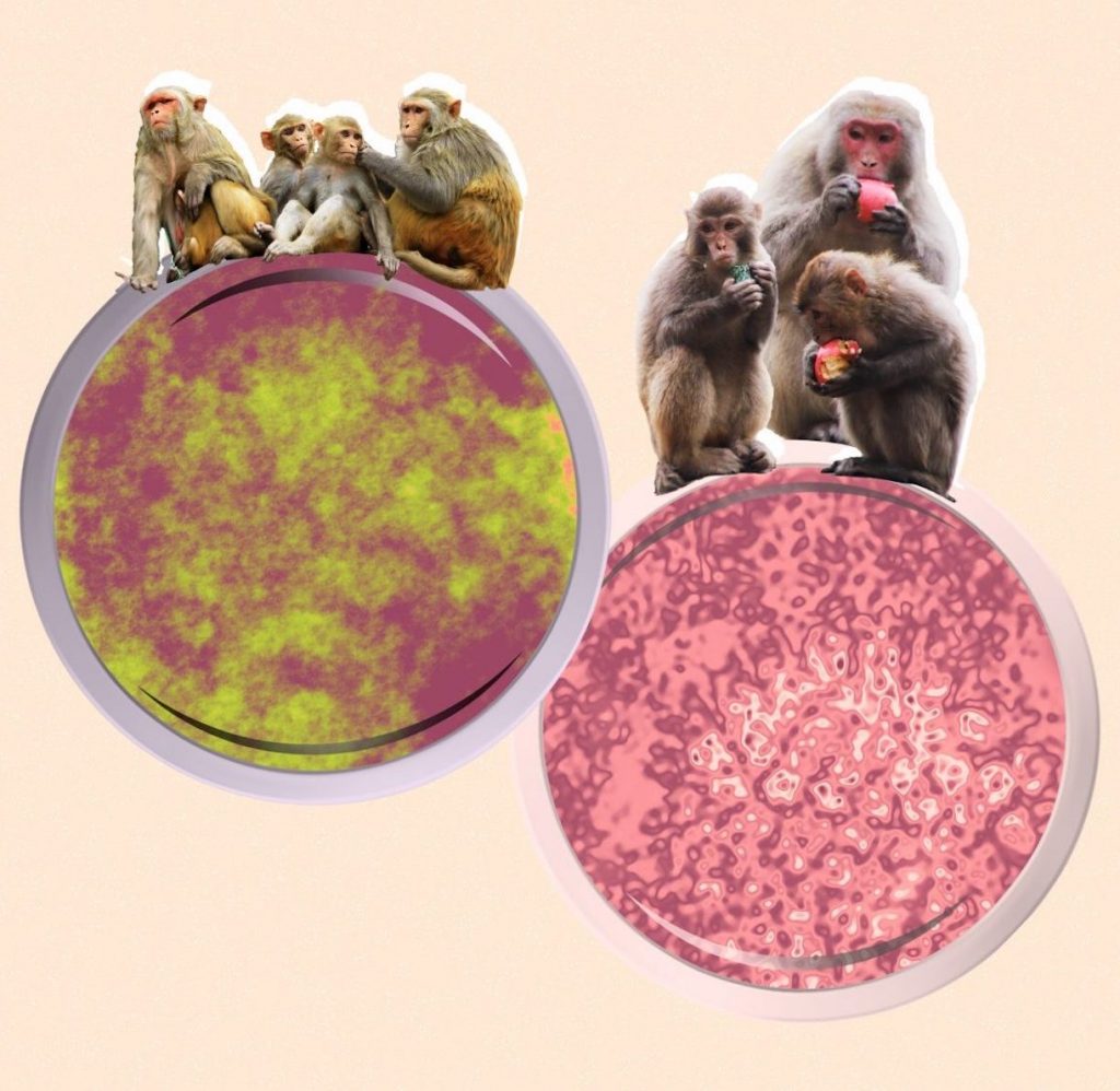 Monkey B-Virus vaiolo scimmie