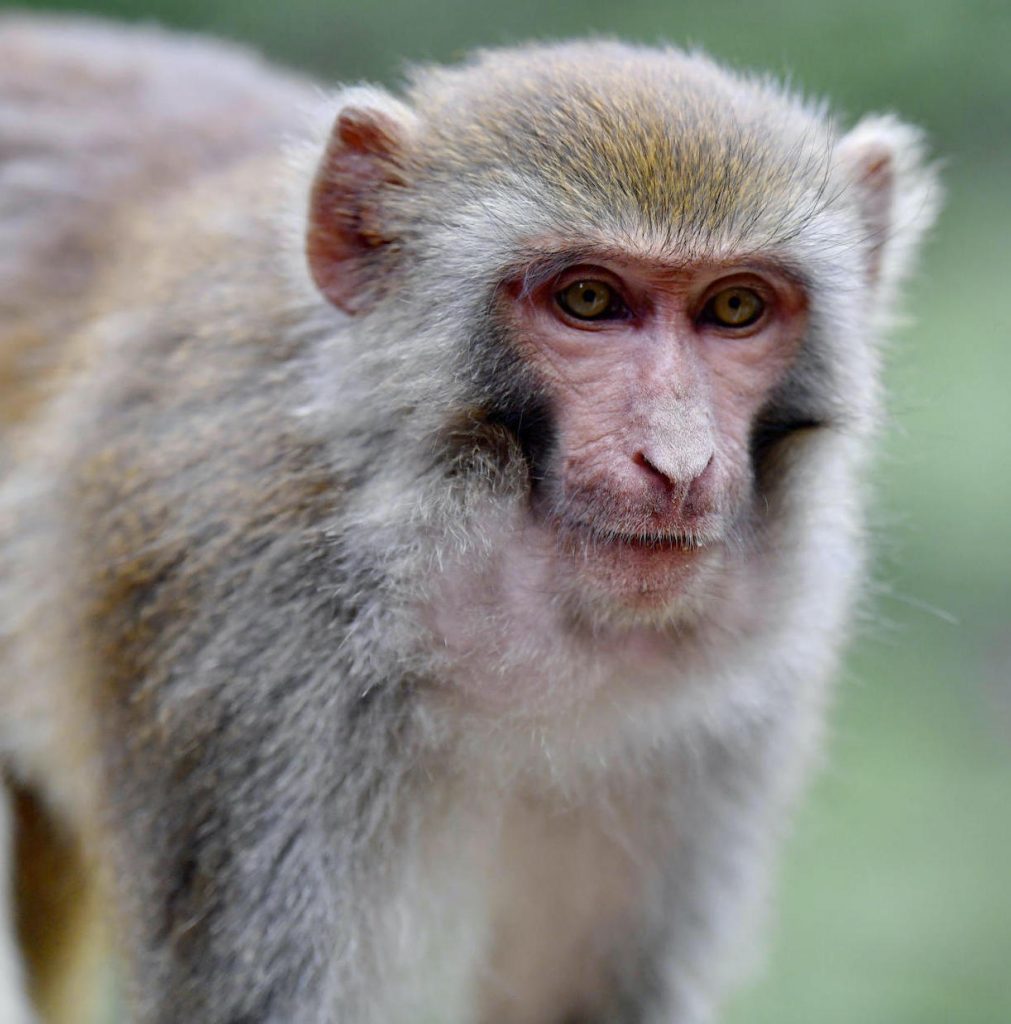 Monkey B-Virus vaiolo scimmie