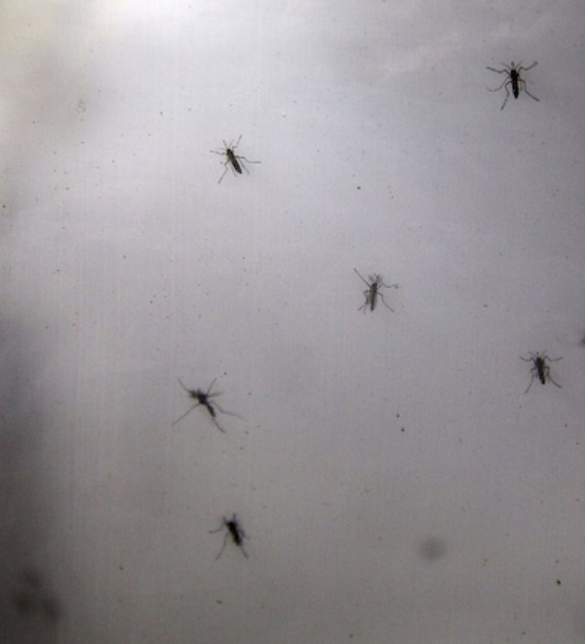 Zanzara Coreana Resiste Freddo Italia