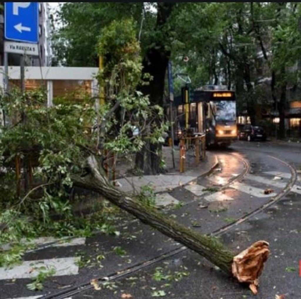 alberi caduti milano 