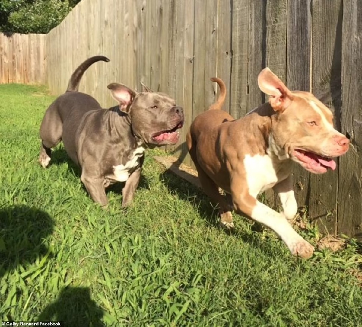 Due fratelli uccidi cani pitbull