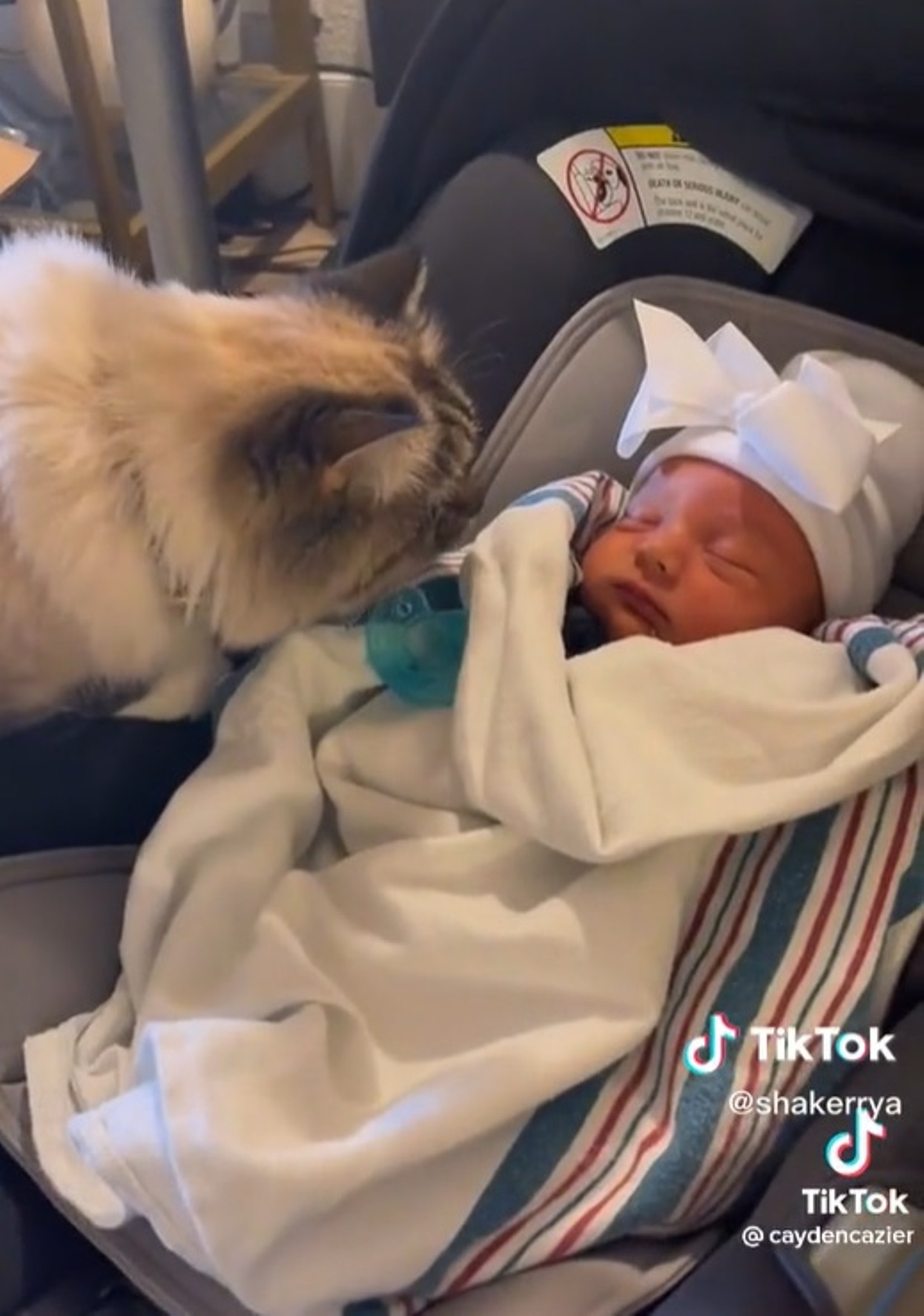 gatto vede neonato vomita