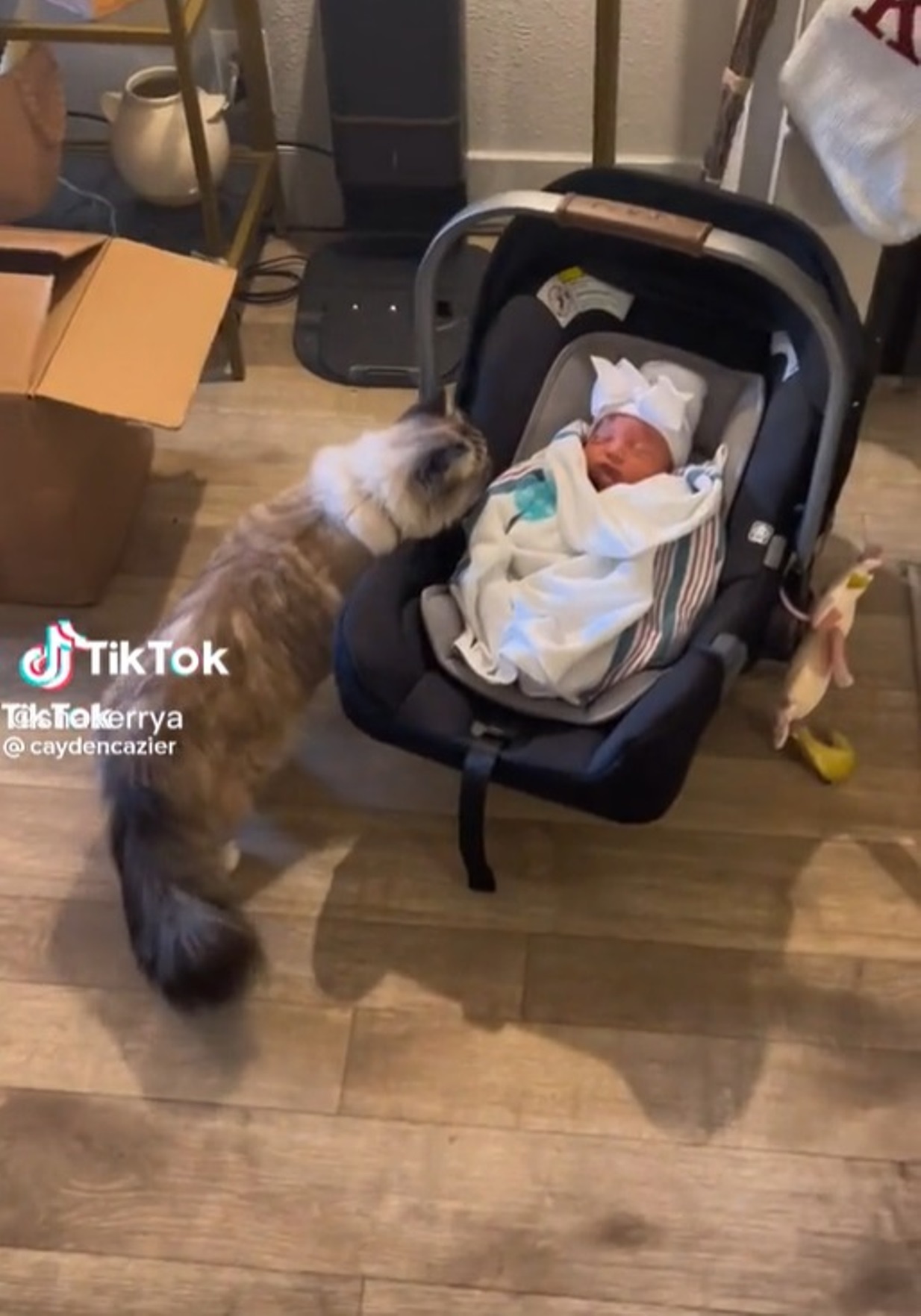gatto vede neonato vomita