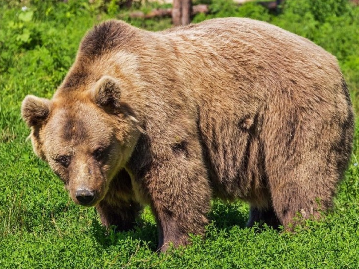 Abbattimento dell'orsa Jj4 Unione Europea 