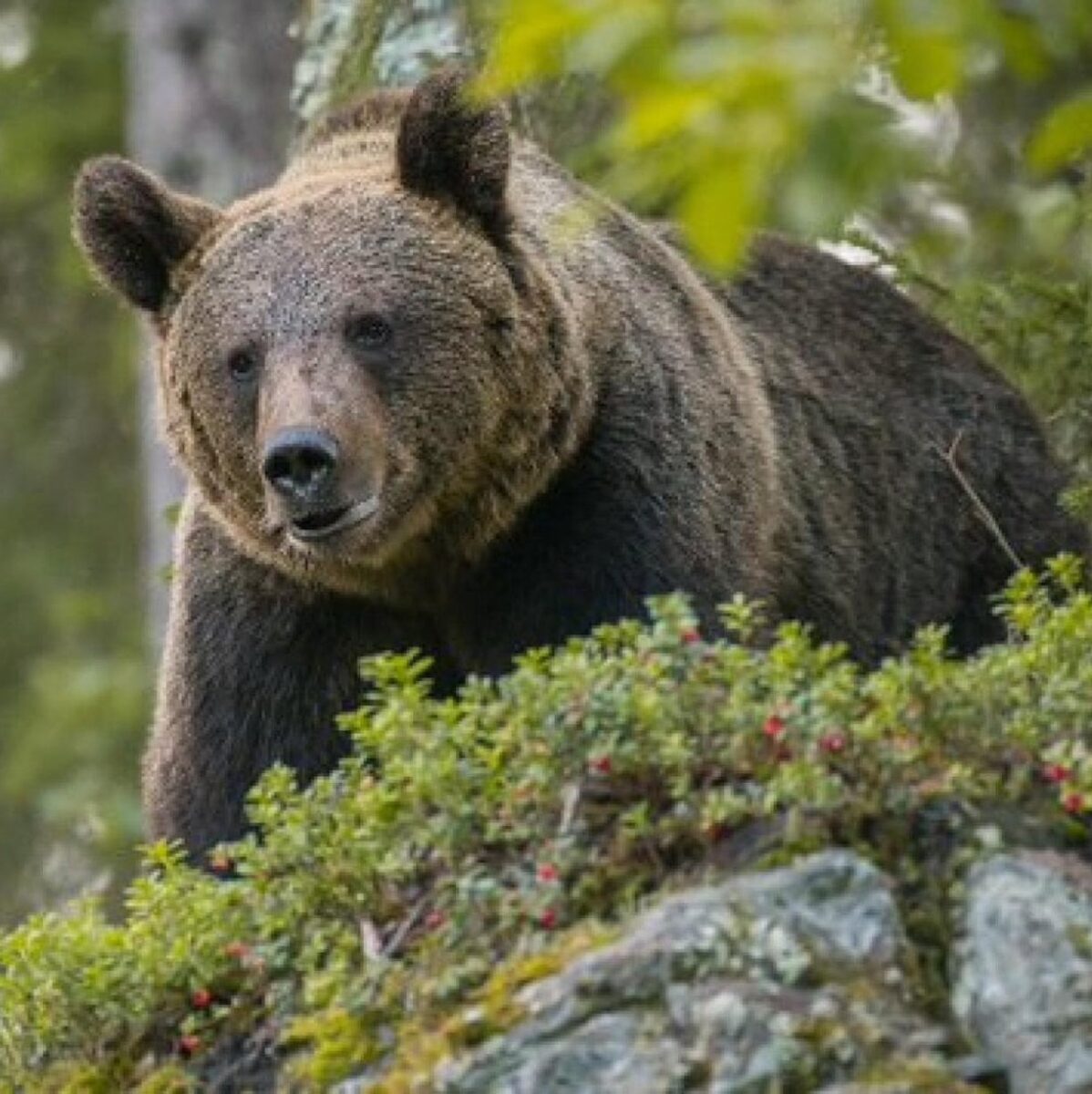 “Per l'orsa è finita”. La notizia arrivata ora dal Trentino: cosa succede adesso
