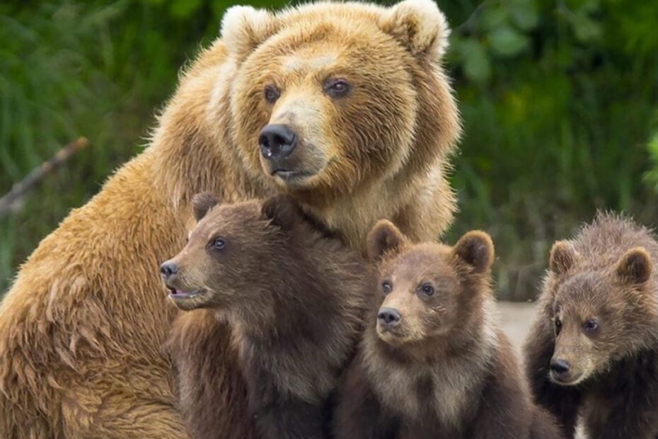 “Per l'orsa è finita”. La notizia arrivata ora dal Trentino: cosa succede adesso