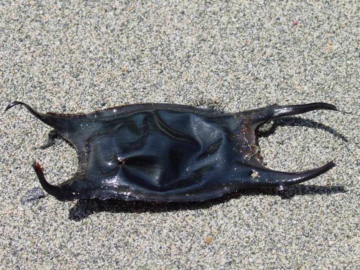 Ostia, resti di un 'mostro marino' in spiaggia: cosa è
