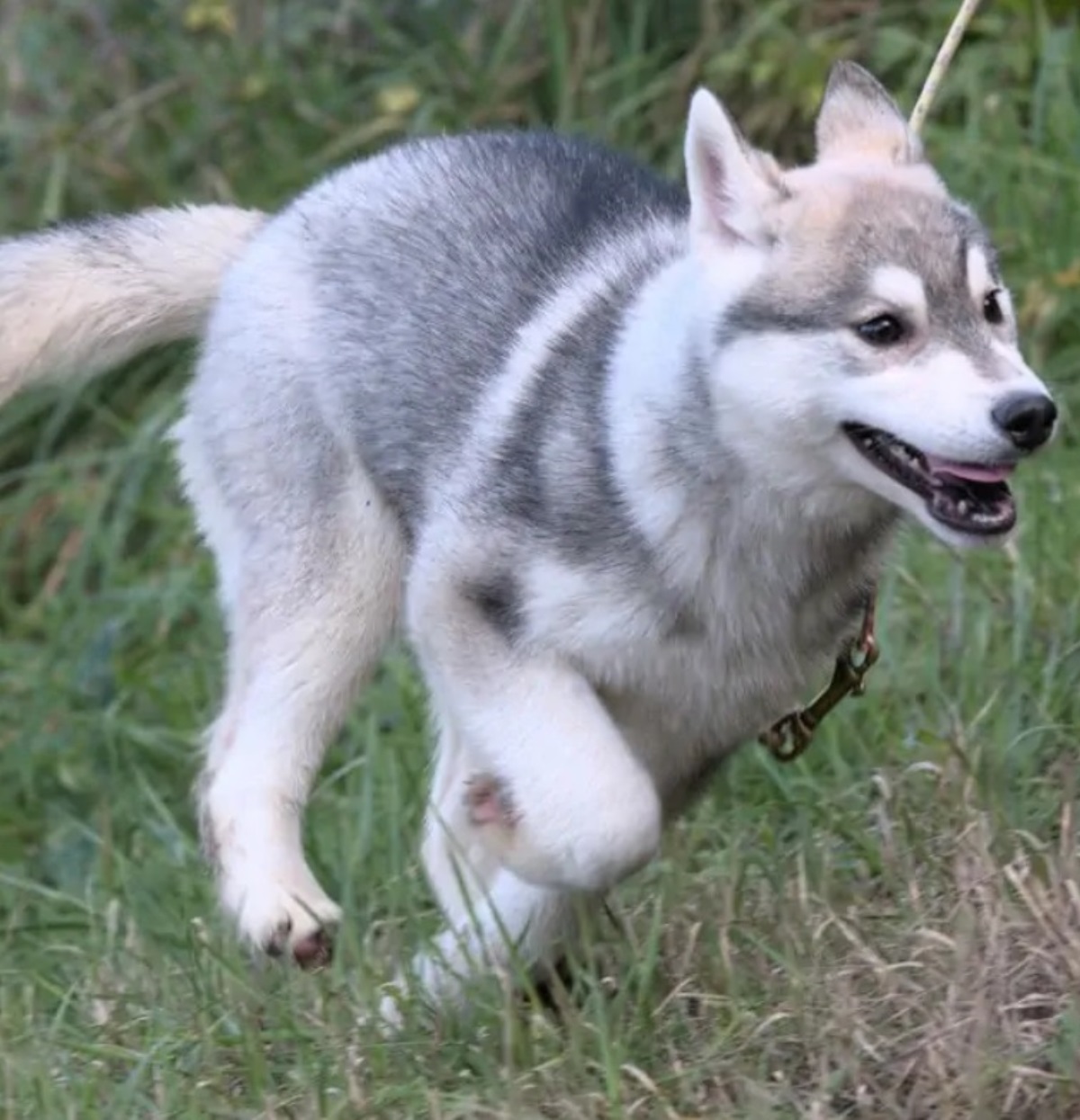 cani sbranano figlia 3 mesi morte choc