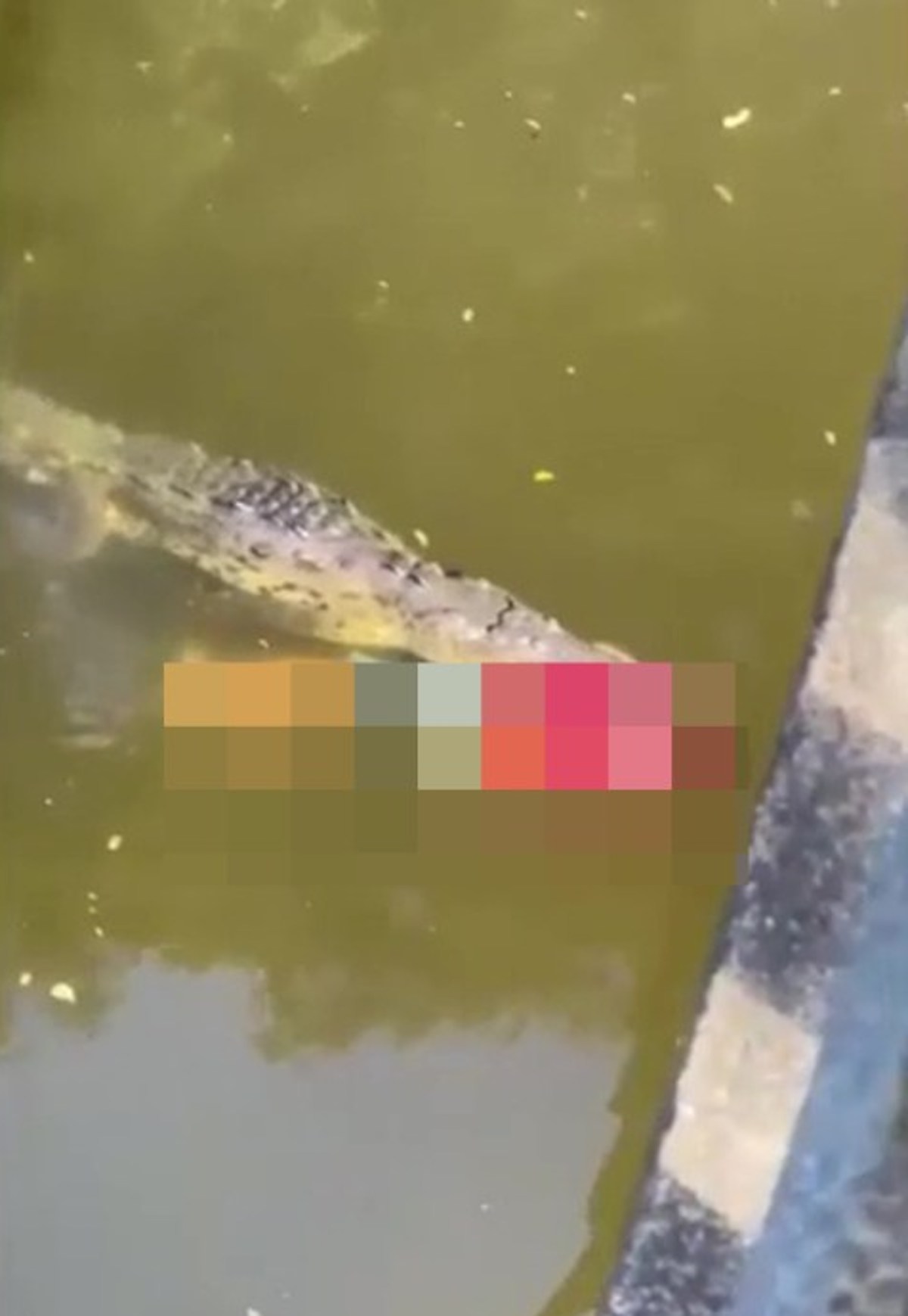Calciatore attaccato e ucciso da un coccodrillo: il video
