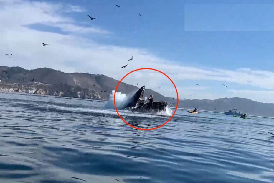 Vengono inghiottite dalla balena: 2 donne salve per miracolo