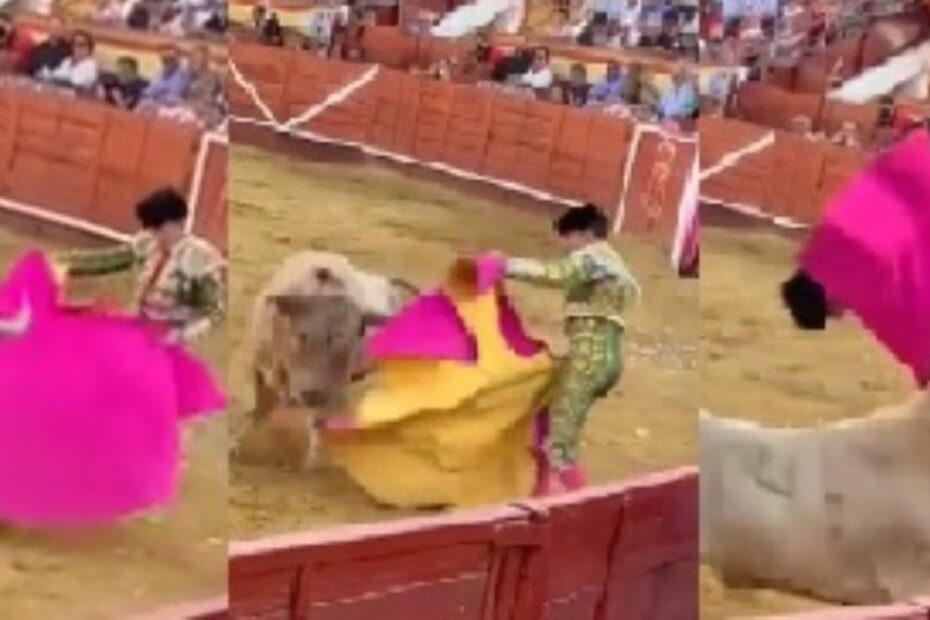 toro incorna torero video choc come sta