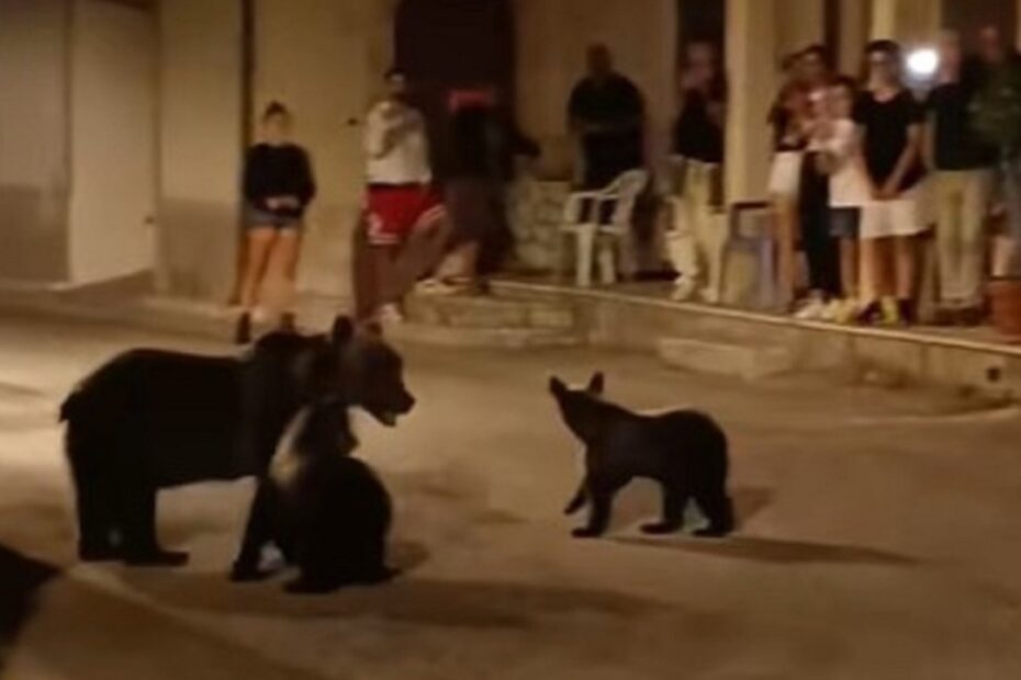 Orsa Amarena, trovati i cuccioli dell'orsa uccisa in Abruzzo