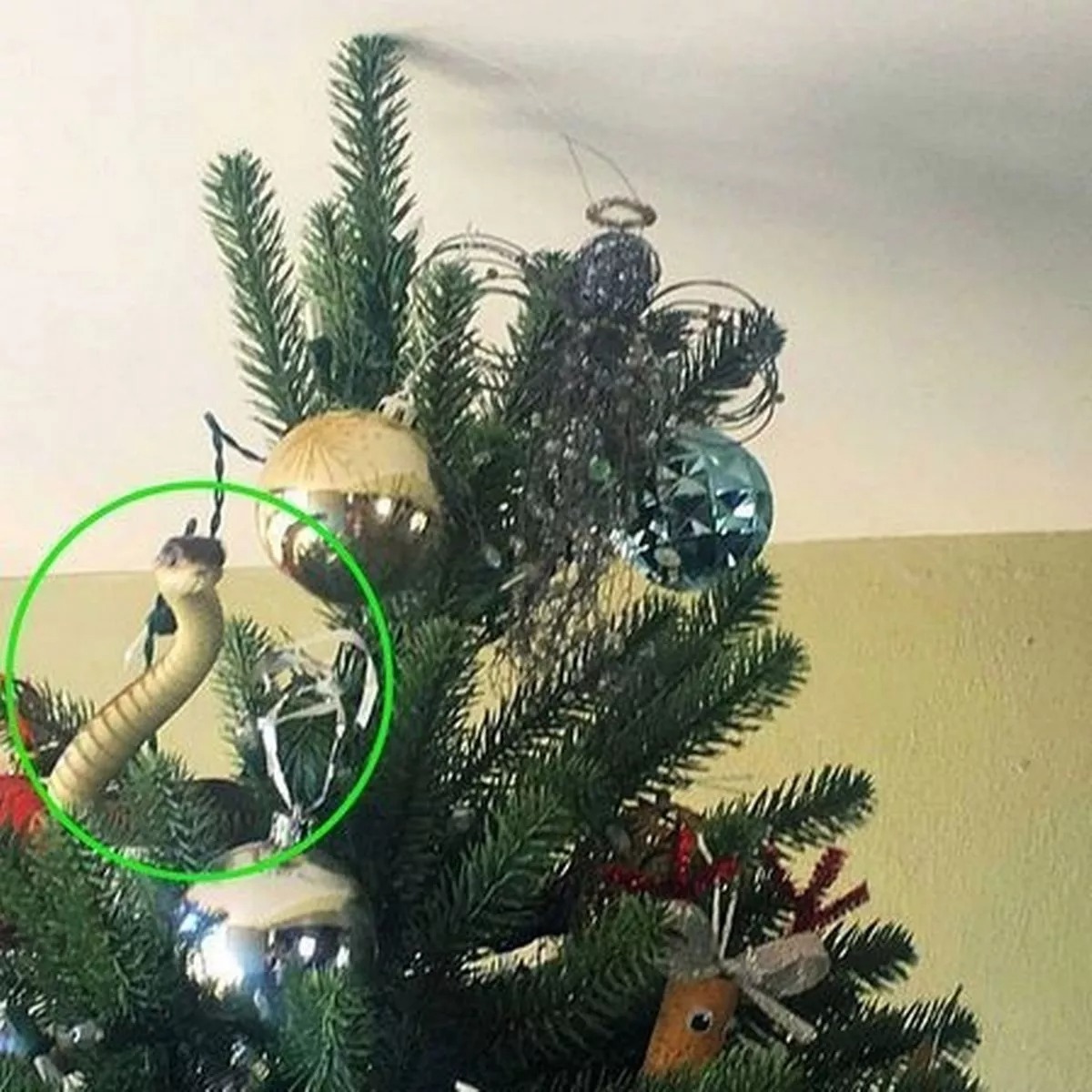 Trova un serprente Mamba nero nell'albero di Natale