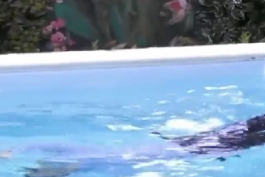 Grande Fratello, Federico si butta in piscina con i vestiti