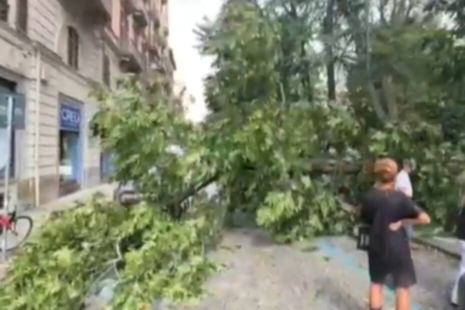 Albero 20 Metri Caduto