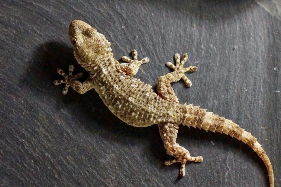 Geco In Casa