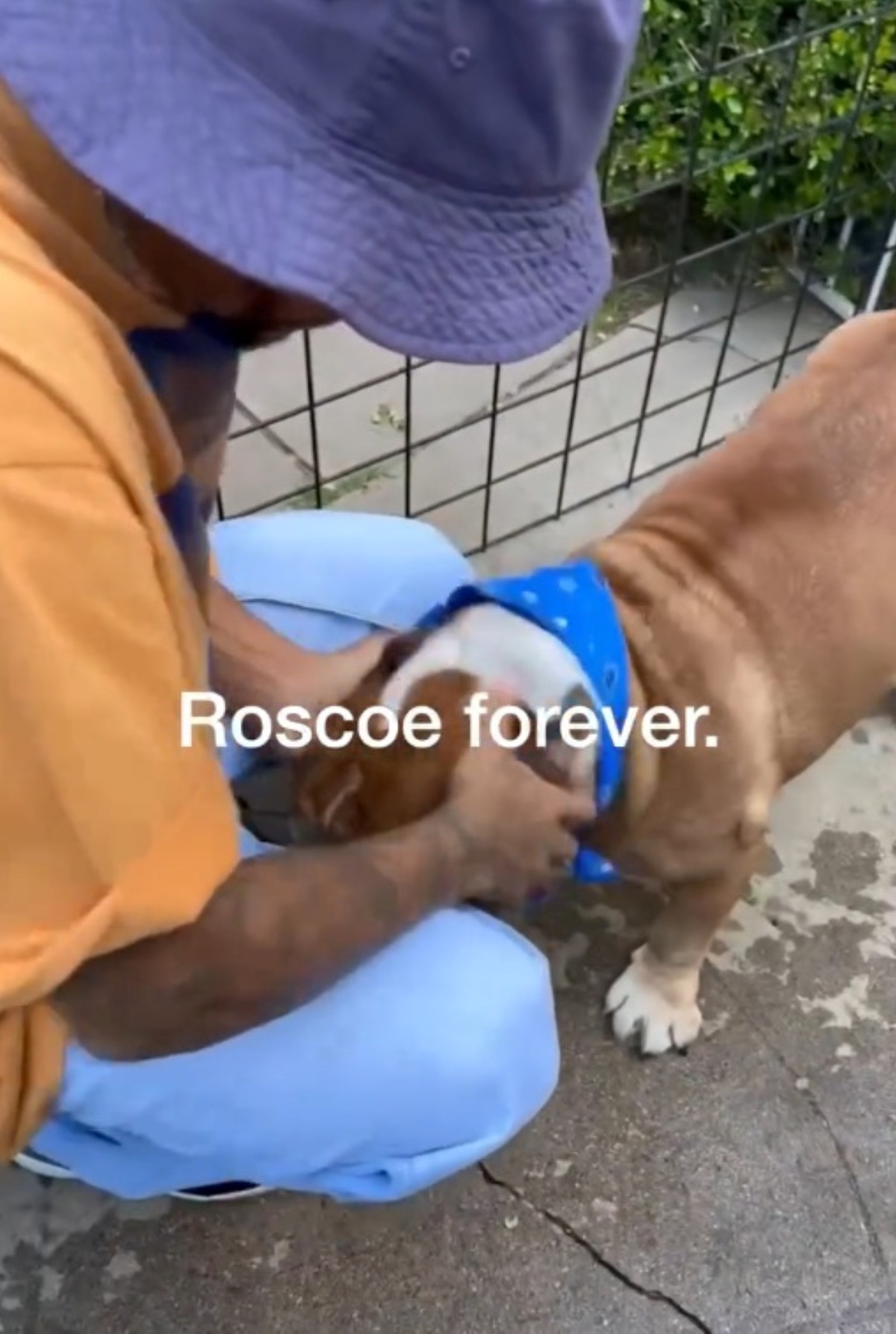 lewis hamilton lutto morto cane
