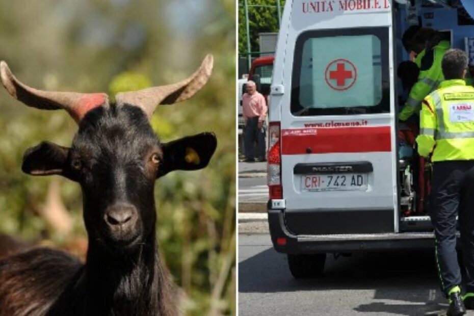 capra aggredisce 36enne perfora occhio cervello