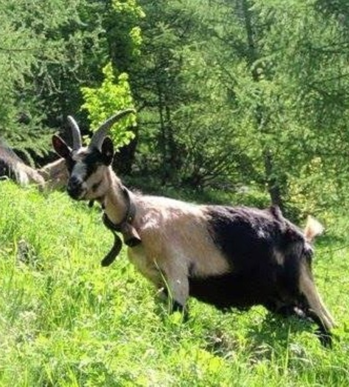 capra aggredisce 36enne perfora occhio cervello
