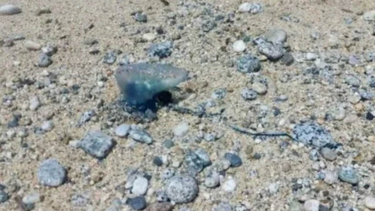 Esemplare di caravella portoghese con riflessi violacei e tentacoli sulla sabbia