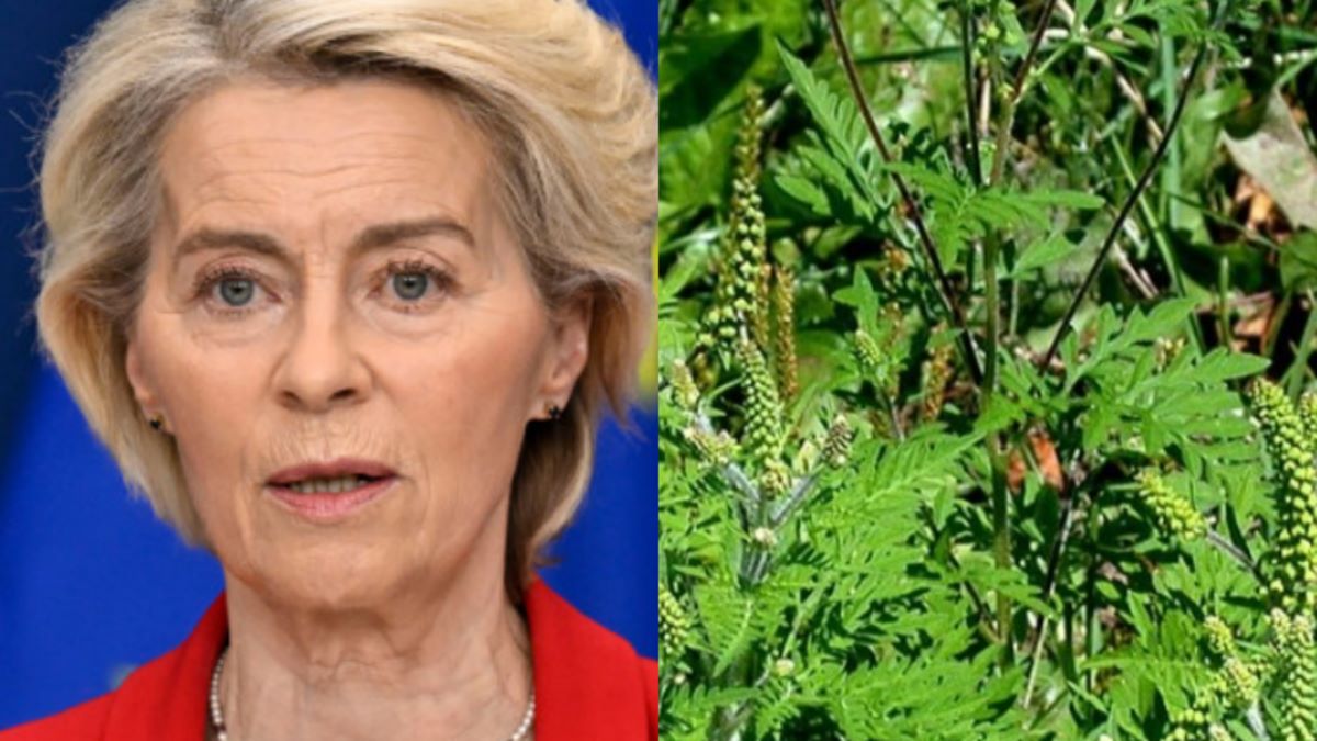 l8217europa vieta queste piante attenzione alle multe fino a 50mila euro da Caffeinamagazine.it l8217europa vieta queste piante attenzione alle multe fino a 50mila euro