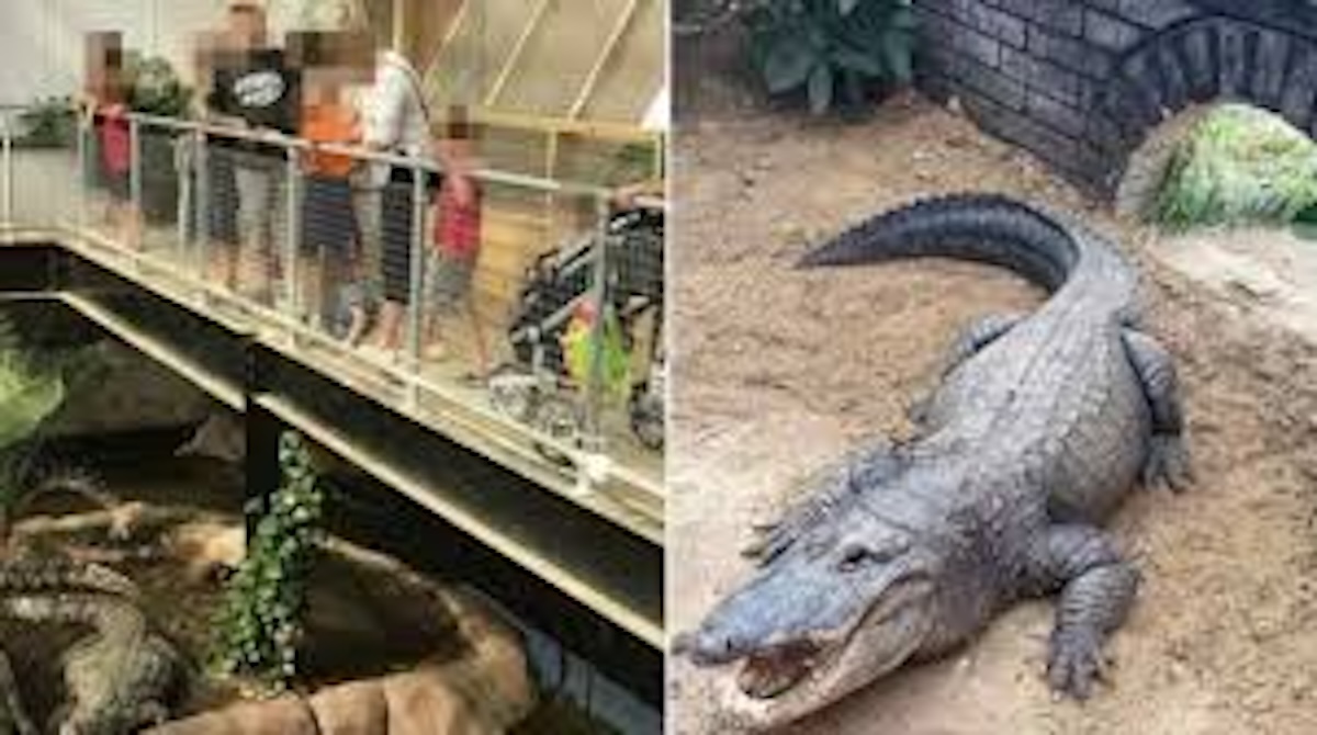 c8217232 un bimbo l236 dentro follia allo zoo il gesto choc di un uomo finisce malissimo da Caffeinamagazine.it c8217232 un bimbo l236 dentro follia allo zoo il gesto choc di un uomo finisce malissimo