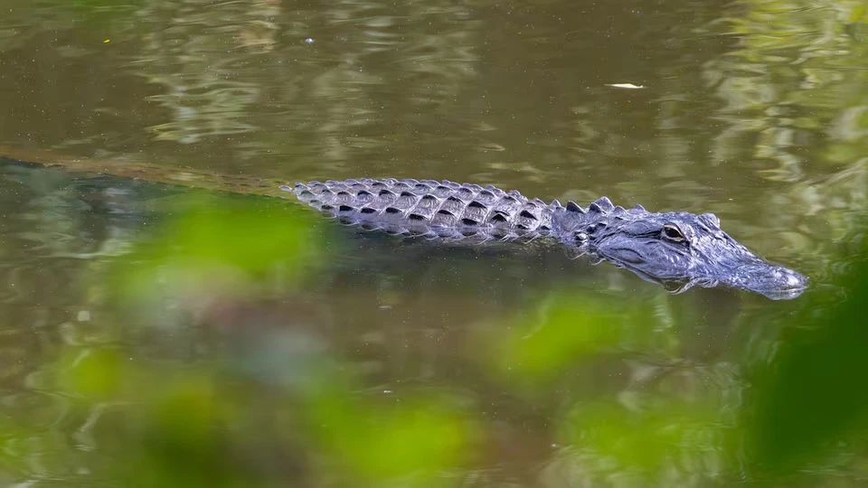 Alligatore in acqua, immagine simbolica